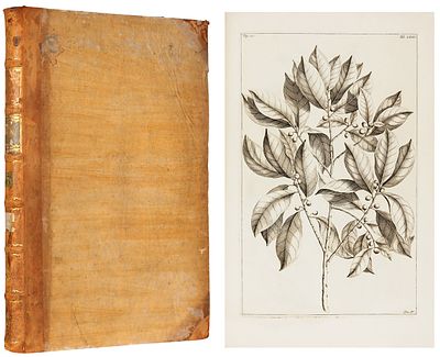 Румф, Г.Э. Гербарий острова Амбон. Включает в себя многочисленные деревья, кустарники 