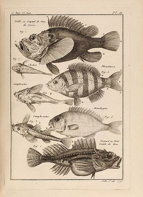 [Из собрания князей Голицыных] Описание искусств и ремесел, утвержденной Королевской 