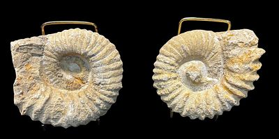 UNPOLISHED AMMONITES FROM THE CRETACOUS PERIOD. Height: 4.75 in. by Width: 4.5 in. by Depth: 2.5 in.