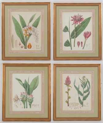 William Roscoe (British, 1753-1831) Four Botanical Prints. Four prints from Roscoe's Monandrian 