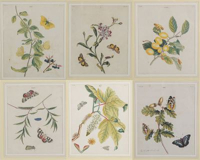 Benjamin Wilkes (died c. 1749) English Moths and Butterflies. A set of six framed hand colored 