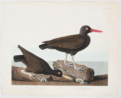 After J. J. Audubon By Robert Havell, Slender Billed Oyster Catcher. After J. J. Audubon By 