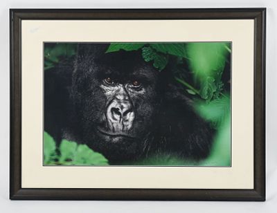 Thomas D. MANGELSEN (American, b.1946) Photograph 
"Gentle Giant-The Silverback", 