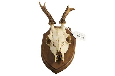 ROE DEER SKULL WITH ANTLERS MOUNTED ON SHIELD;