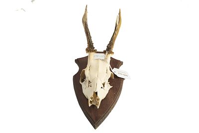 ROE DEER SKULL WITH ANTLERS MOUNTED ON SHIELD;