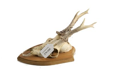 Roe Deer Skull with Antlers Mounted on Shield