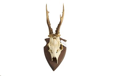 Roe Deer Skull with Antlers Mounted on Shield