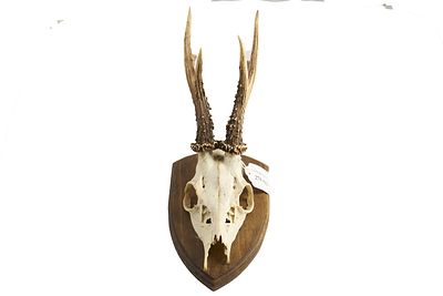 Roe Deer Skull with Antlers Mounted on Shield