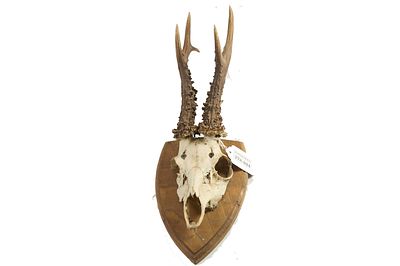 Roe Deer Skull with Antlers Mounted on Shield