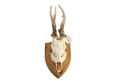Roe Deer Skull with Antlers Mounted on Shield