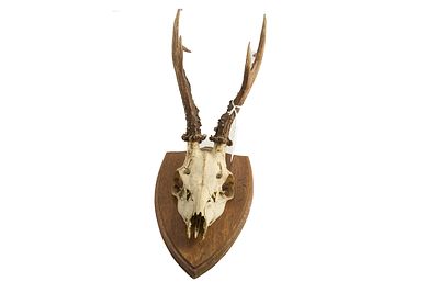 Roe Deer Skull with Antlers Mounted on a Shield