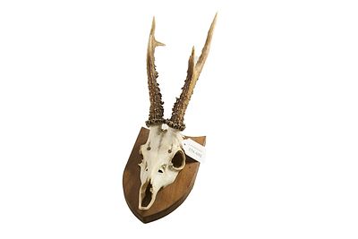 Roe Deer Skull with Antlers Mounted on Shield