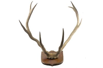 EIGHT POINT STAG SKULL MOUNTED ON PLINTH;