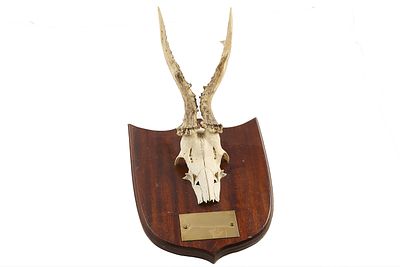 SIX ROE BUCK SKULL MUNTED ON A WOODEN PLAQUE;. With enscription "ROE BUCK 5 YEAR OLD FOUND ESK 