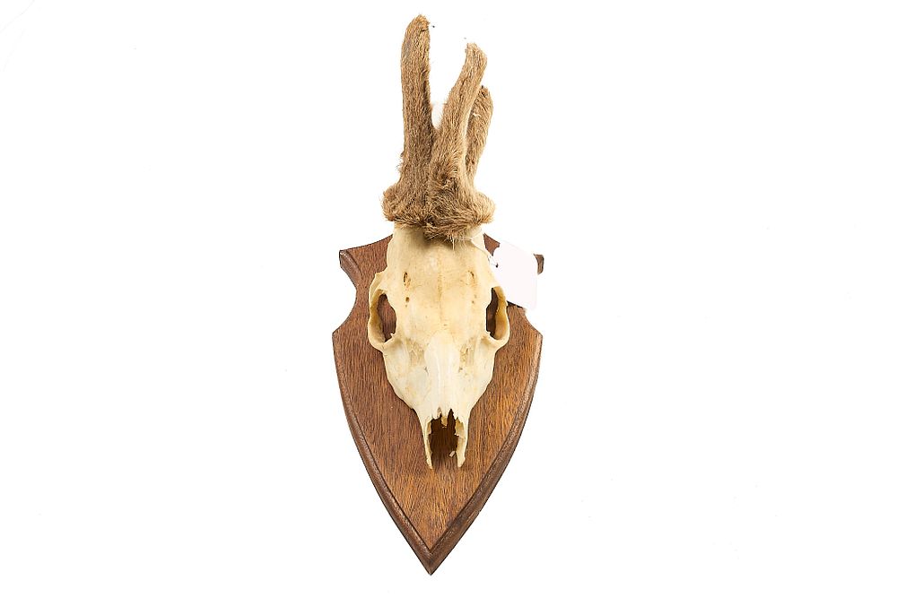 Lot 84: ROE DEER SKULL WITH VELVET ANTLERS;