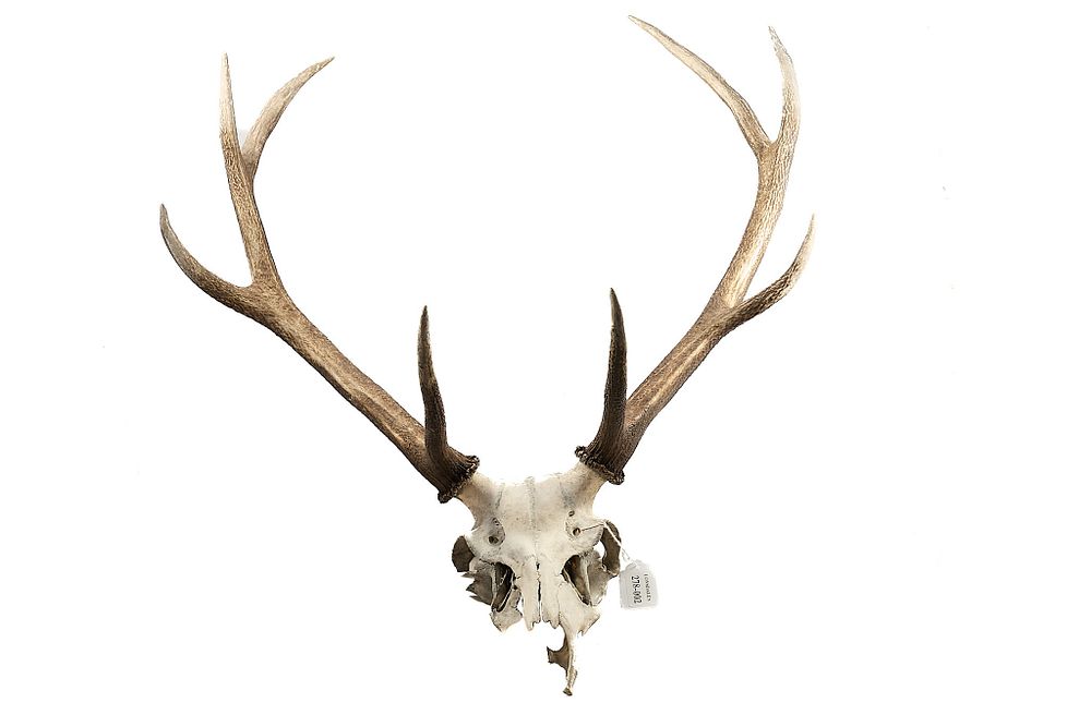 Lot 88: RED DEER ANTLERS WTH PART SKULL;
