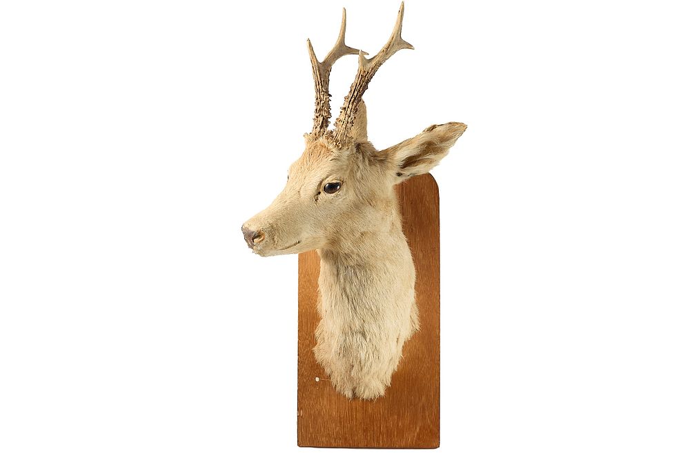 Lot 89: ROE DEER HEAD MOUNT;