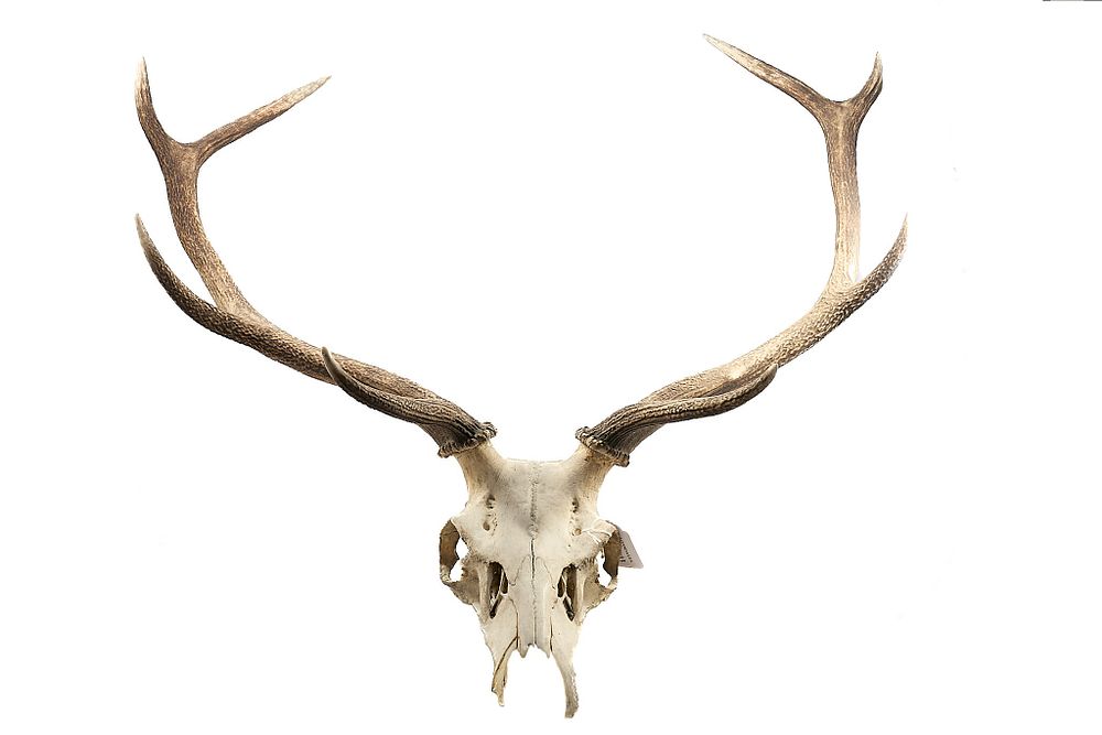 Lot 91: RED DEER ANTLERS WITH SKULL;