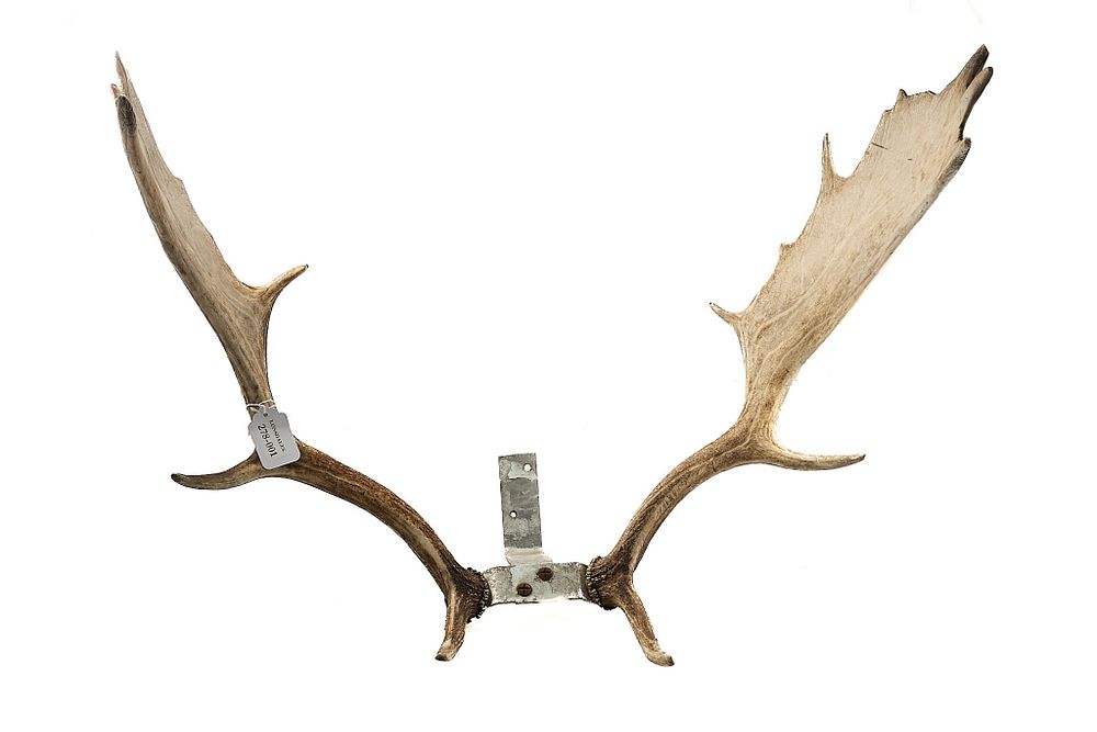Lot 92: FALLOW DEER ANTLERS;