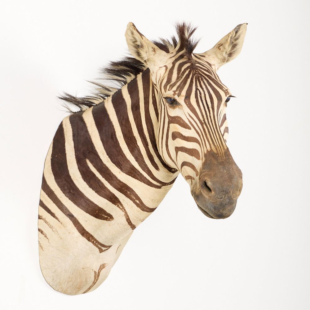 Loon Estates | Taxidermy, Western Art, & More!