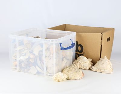 Large Group of Assorted Sea Shells & Rocks. Large group of various sea shells and found beach