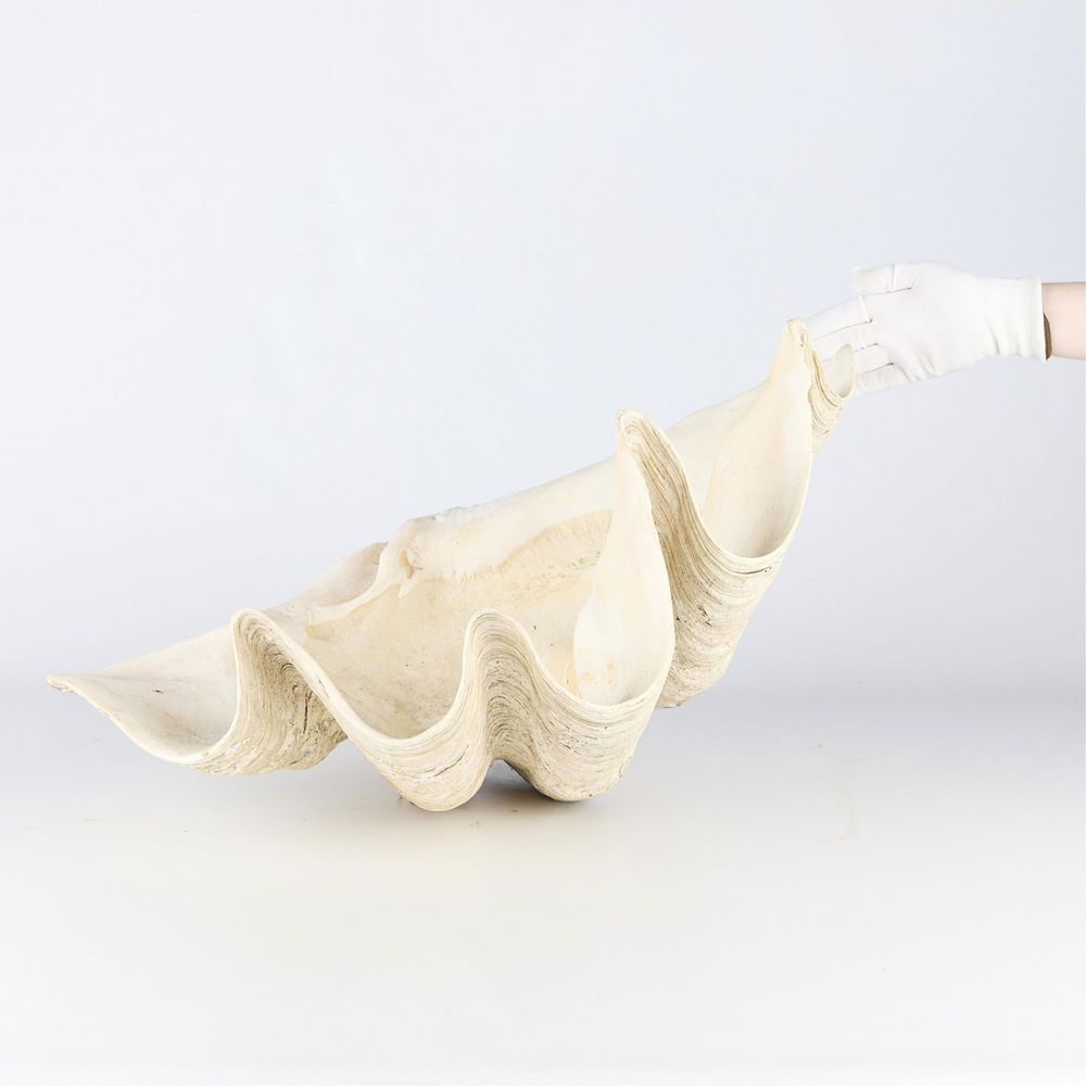 Very Large Sea Clam Shell - 51 lbs. Monumental and giant sea clam shell. Weighs 51 lbs 6 oz. 