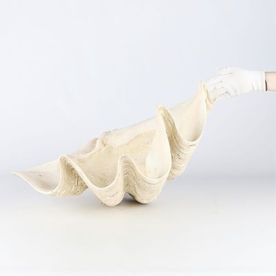 Very Large Sea Clam Shell - 51 lbs. Monumental and giant sea clam shell. Weighs 51 lbs 6 oz.