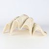 Very Large Sea Clam Shell - 51 lbs. Monumental and giant sea clam shell. Weighs 51 lbs 6 oz. Image - 3