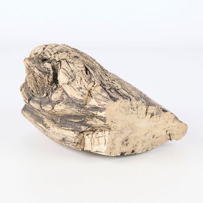 Petrified Wood. Large piece of petrified wood. Height: 7 in x width: 8 1/2 in x depth: 5 in. 