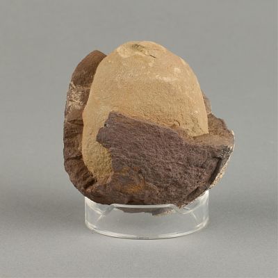 Prehistoric Geological Stone Concretion. Geological or archaeological stone rock 