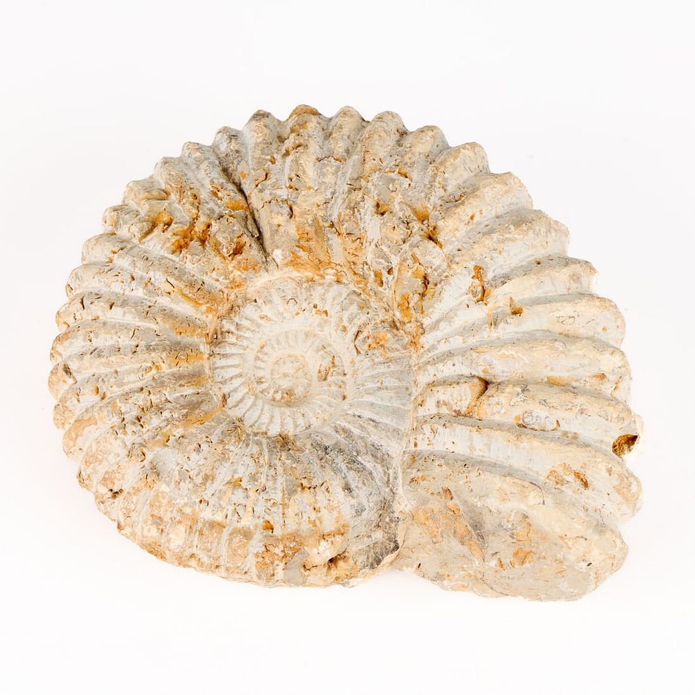 Lot 244: Fossilized Ammonite