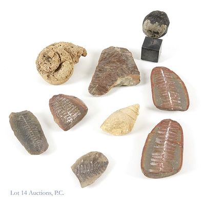 Small Mounted Meteorite + Fossils. 1.25" meteorite mounted on a small square metal base. Six 