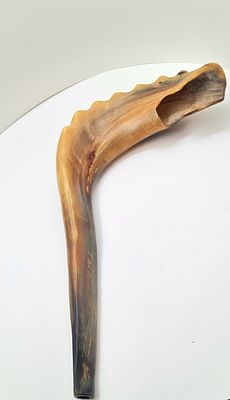 יודאיקה שופר אייל ישן בסיגנון מרוקאי אורך 32 ס"מ