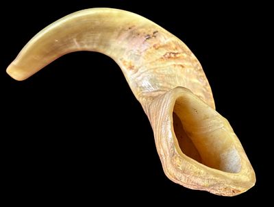 שופר מקרן טבעית, מלוטש ומעובד בצורה מסורתית מעוקלת. צליל ברור מתאים לשימוש טקסי או דקורטיבי. 