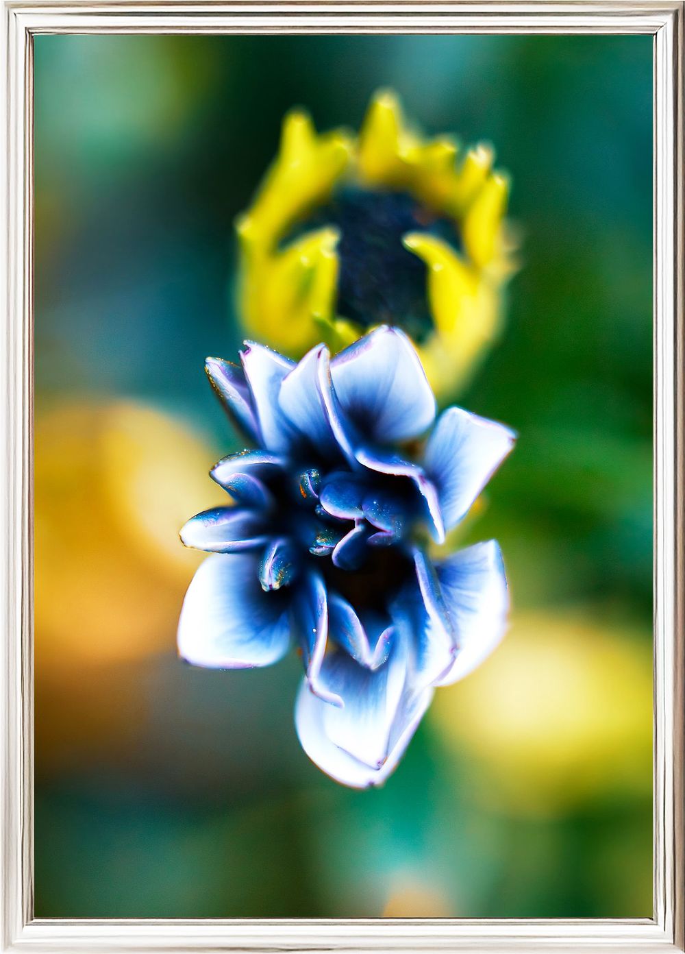 Inna Etuvgi, "Dancing Marguerites", 2024, Gicle&egrave; print on Canson Fine Art paper, Edition 2/25 