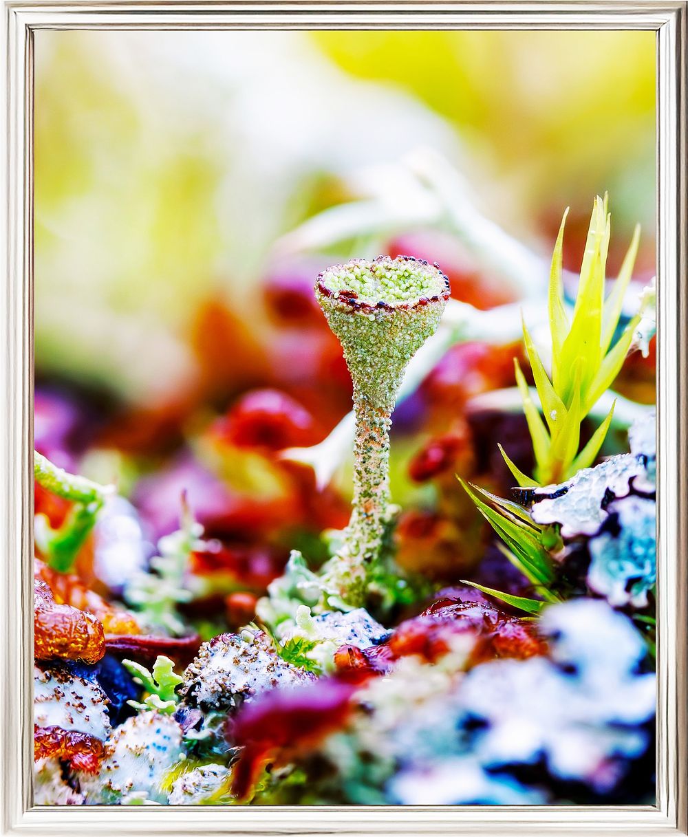 Inna Etuvgi, "Forest Stories", 2024, Gicle&egrave; print on Canson Fine Art paper, Edition 4/25, cm 