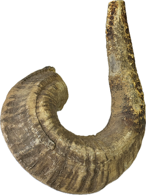 שופר עתיק משמש יותר לנוי