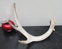 BIN PRICE $10. SINGLE SHED ANTLER .Image - 1