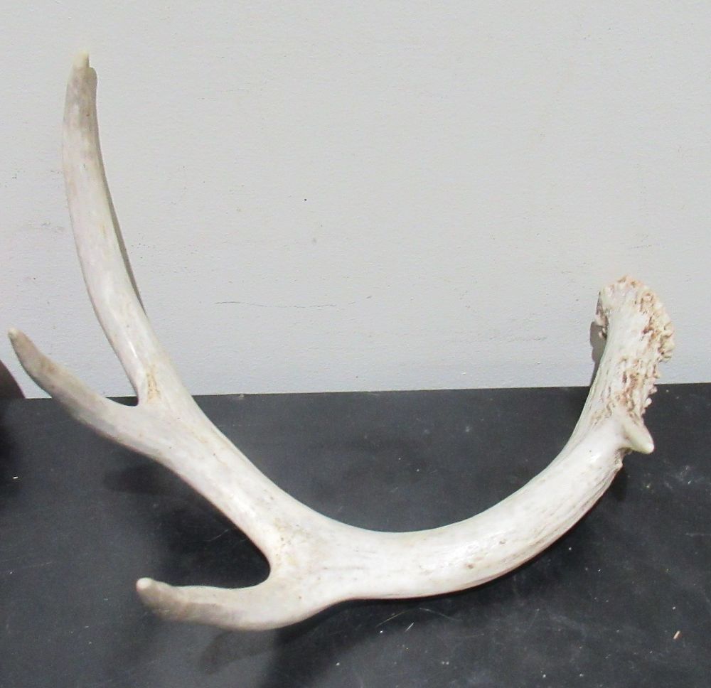 BIN PRICE $10. SINGLE SHED ANTLER .