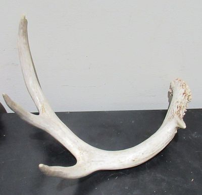 BIN PRICE $10. SINGLE SHED ANTLER .