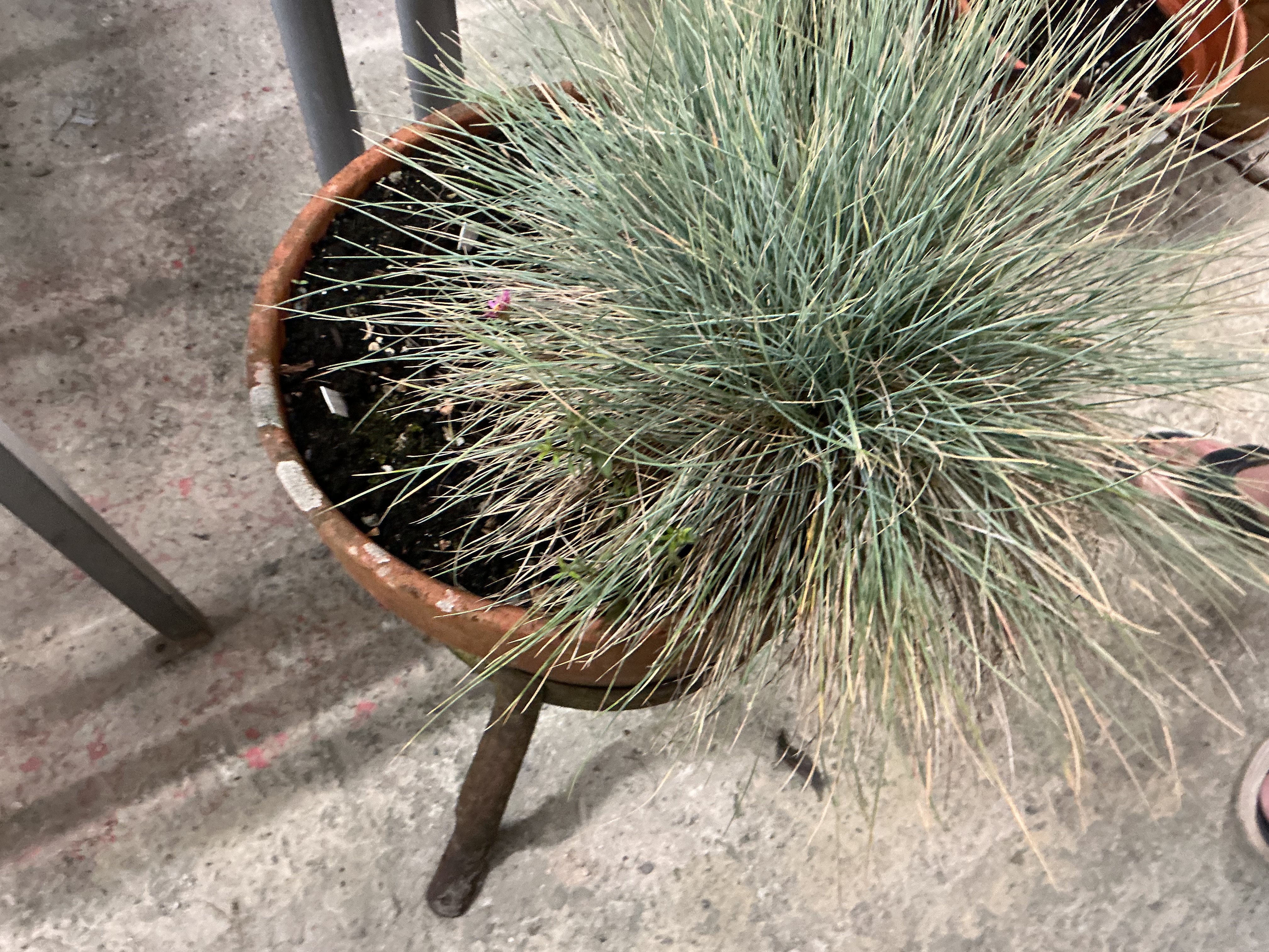 A Terracotta Garden Planter on a Metal Tripod Stand
