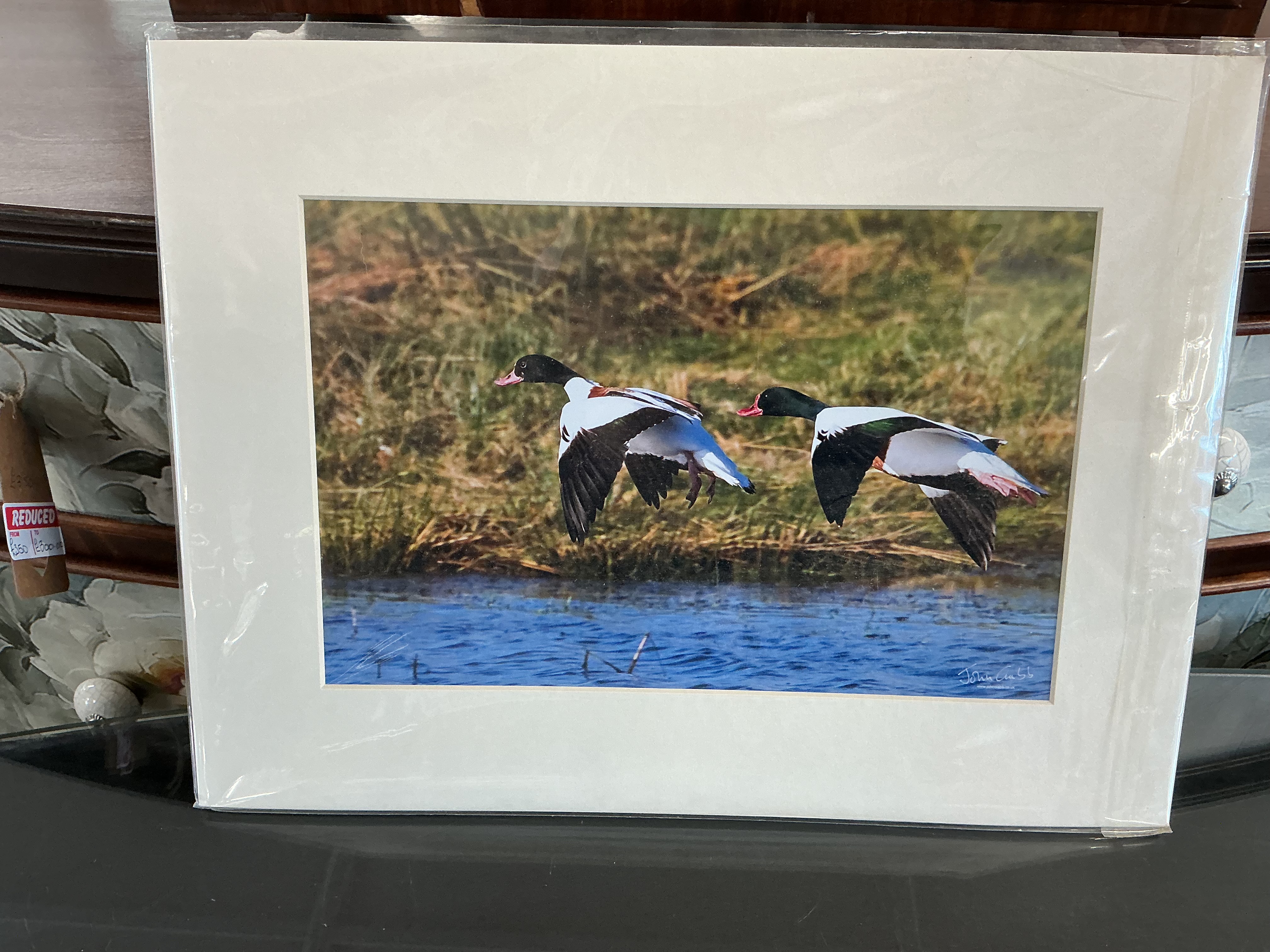 John Cubb (Contemporary), A Pair of Shelducks in Flight, Photographic Print (Signed)