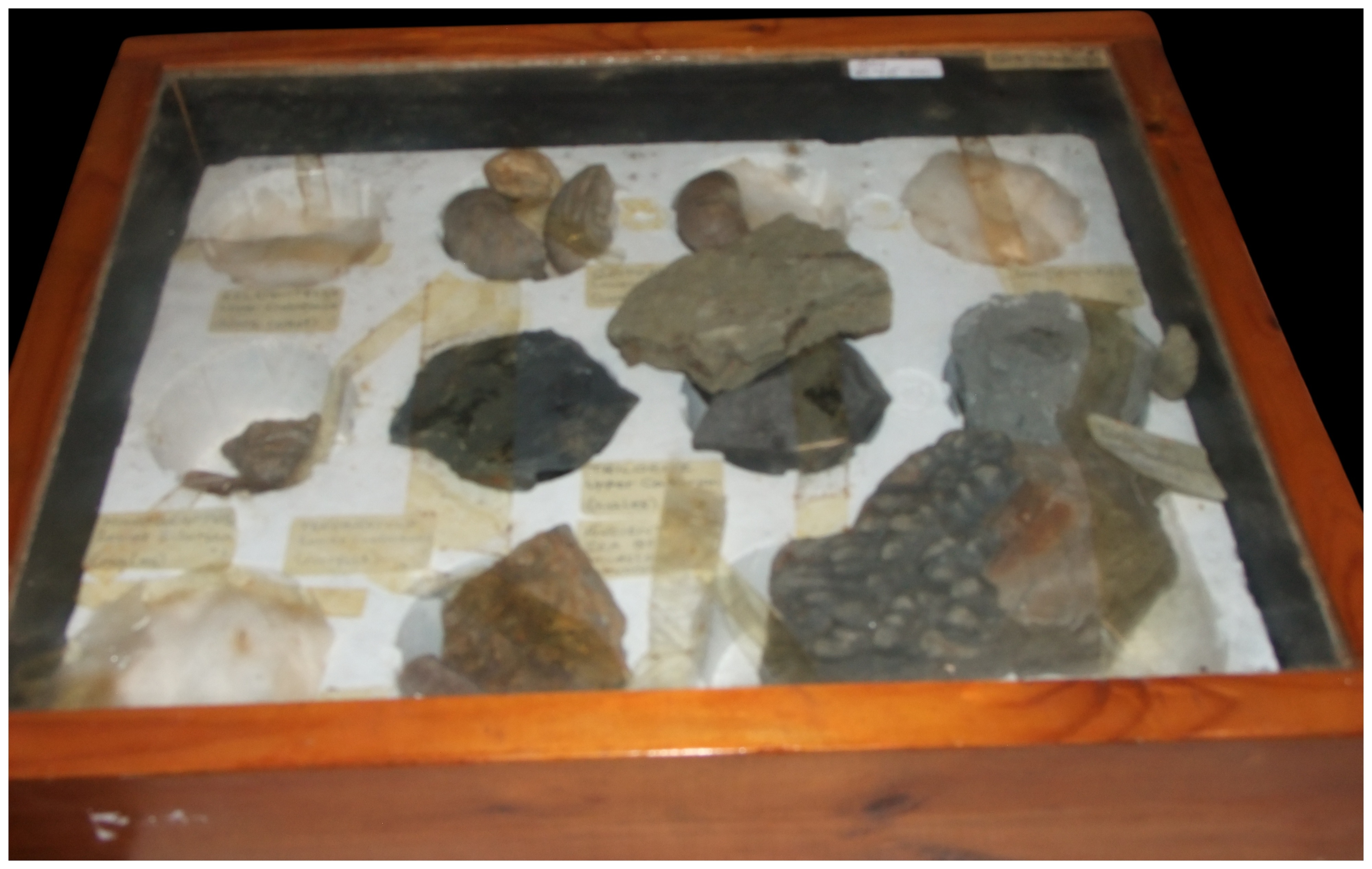 A Collection of Fossil and Mineral Specimens in a Glass-Fronted Wooden Display Case
