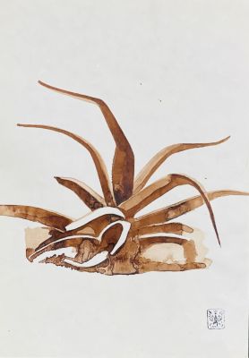 Овчинников Вадим. Жизнь растений. 
1993 г.
Бумага, тушь. 29,7х20,8 см. Небольшое пожелтение 