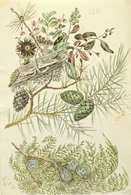 Неизвестный автор XIX века. Эскиз ботанической иллюстрации.
1891 г., 
Бумага, акварель, 23 