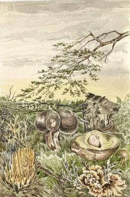 Неизвестный автор XIX века. Эскиз ботанической иллюстрации.
1892 г., 
Бумага, акварель, 23 