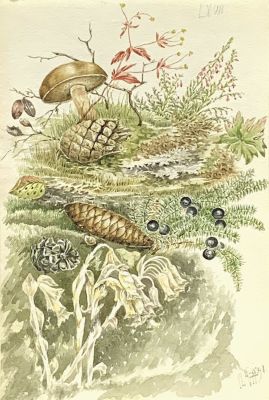 Неизвестный автор XIX века. Эскиз ботанической иллюстрации.
1891 г., 
Бумага, акварель, 23 