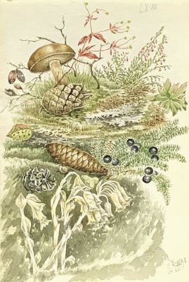 Неизвестный автор XIX века. Эскиз ботанической иллюстрации. 1891 г., Бумага, акварель, 23,4х15,8 см.