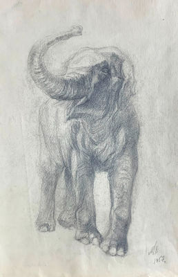 Мымрин Виктор. Слон. 1957 г. Бумага, карандаш. 41х28,5 см. Работа в хорошем состоянии, за 