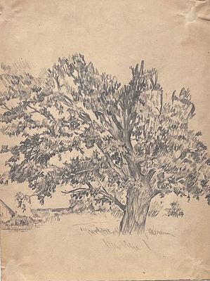 Владимиров Василий Васильевич (1923 - 1979). Старое дерево. 1950-е гг. Бумага, графитный 